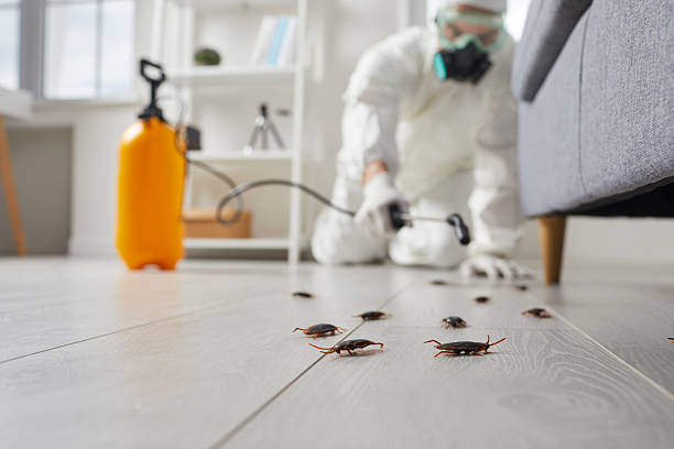 Affordable Termite Control solutions in King City, CA